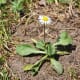 The common daisy has spoon-shaped leaves.