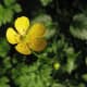 A yellow buttercup flower in July