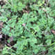 The leaves of the creeping buttercup often have pale green spots.