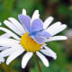 A common blue butterfly on a daisy