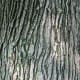 Bur Oak Bark