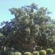 Pictured is an enormous eastern white oak growing on the edge of a parking lot near my home.