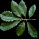 Chestnut Oak Leaves
