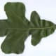 Post Oak Leaf