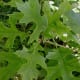 Pin Oak Leaves