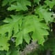 Northern Red Oak Leaves