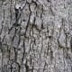 Eastern White Oak Bark