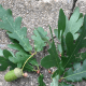 Eastern White Oak Leaves and Acorn