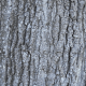 Southern Red Oak Bark
