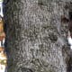 Post Oak Bark