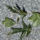Southern Red Oak Leaves
