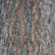 Scarlet Oak Bark