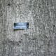 Pin Oak Bark