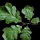 Black Oak Leaves