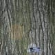 Northern Red Oak Bark