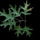 Scarlet Oak Leaves