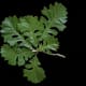 Bur Oak Leaves