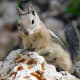 Mammals give birth to live young, have a covering of hair or fur, are warm-blooded, and feed their young using mammary glands.