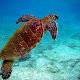 They live both on land and in the sea...