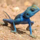 Reptiles lay eggs with leathery shells, are covered in tough scales and are cold blodded