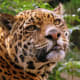 ...and are also some of the most charasmatic species - making them vital for worldwide conservation efforts.