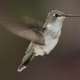 The hollow bones and lightweight feathers allow some birds to hover or even fly backwards - like this Black-Chinned Hummingbird.