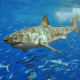 Wierdly, sharks and rays are classified as vertebrates, even though they don't have a backbone.