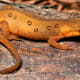 Amphibians can be beautiful...