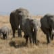 Mammals are the largest animals on land and in the water