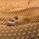 ...and many are venomous