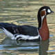 This very beautiful bird is a very rare wanderer from Siberia with distinctive black, chestnut and white markings. At 22 inches in length, it's the smallest goose that visits Britain.