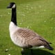 The Canada goose is along, with the mallard the most easily recognisable wildfowl species. It was introduced into Britain during the 17th century.