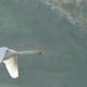 The whooper swan flies on slow, powerful wing-beats, without the larger mute swan's 'wing music'.