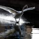 The mute swan is one of the heaviest birds able to fly. As a consequence, it must execute a running take-off to get into the air and vice versa for landing.