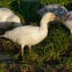 The white form of the snow goose is entirely white except for black wingtips and some pale grey on the back.