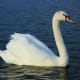 At first glance, the mute swan is an elegant and graceful bird, but it can get very aggressive when defending its territory.