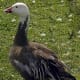 the-complete-guide-to-british-birds-swans-and-geese