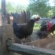 That's a Polish hen, front and center there.