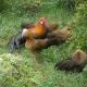 five-weird-and-uncommon-chicken-breeds