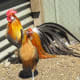 The tail feathers of the Phoenix rooster can be over 2 feet long!