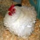 A Frizzle Leghorn. Cute!