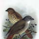 North Island Piopo