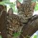 Bobcat Kittens