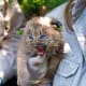 Canada Lynx Kitten