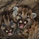 Mountain Lion Kittens