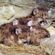 Mountain Lion Kittens