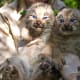 Canada Lynx Kittens
