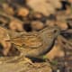 the-dunnock-and-its-odd-mating-behaviour