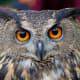 eurasian-eagle-owl-facts-pictures-and-other-triva