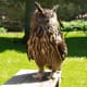 eurasian-eagle-owl-facts-pictures-and-other-triva